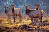 Backlit Elk_11239